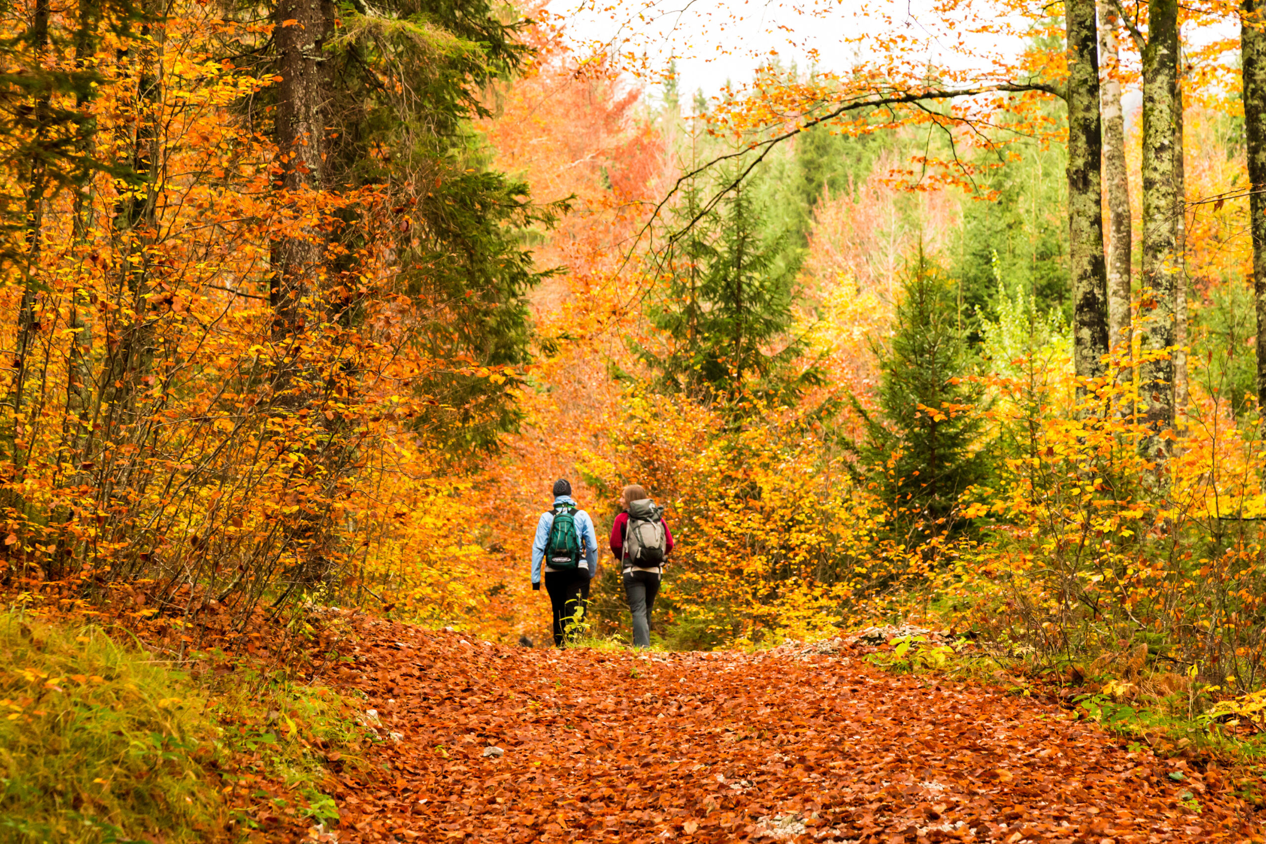 Two people walking in the forest.